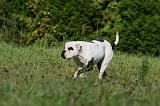 BOULEDOGUE AMERICAIN 377